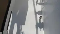 Trallers pārdod