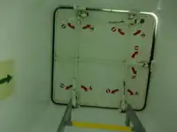 Beramkravu pārvadātājs pārdod