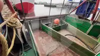 Dzīvu zivju pārvadājumu kuģis pārdod