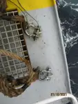 Reefer kuģis pārdod
