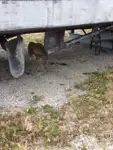 Niršanas atbalsta kuģis pārdod