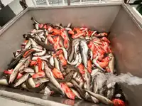 Zvejas traleris pārdošanā